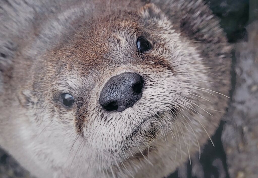 The Otter