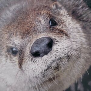 The Otter