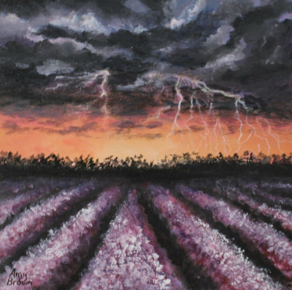 Lavender Fields
