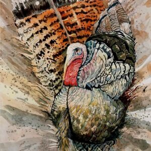 Turkey Feather