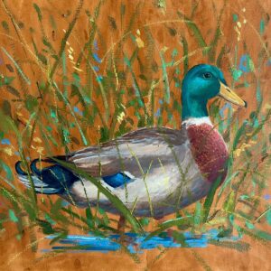 Stately Drake