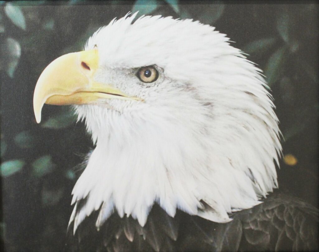 Proud Bird