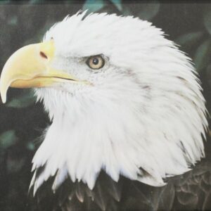 Proud Bird