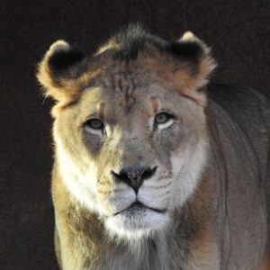 Secondhand Lion