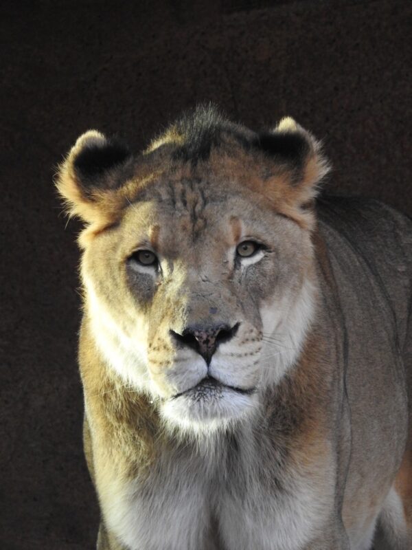 Secondhand Lion