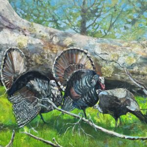 Turkeys Doing Their Thing