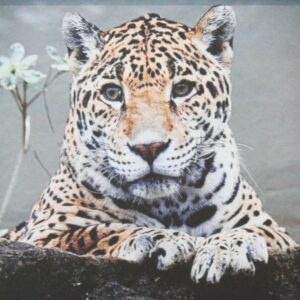 Eye of the Leopard