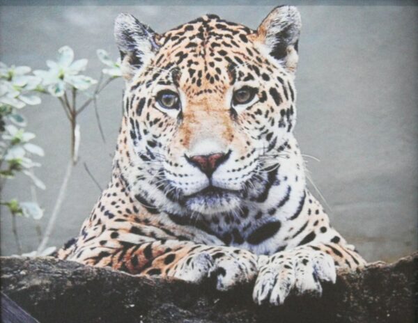 Eye of the Leopard