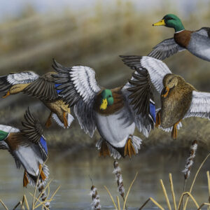Over the Cattails