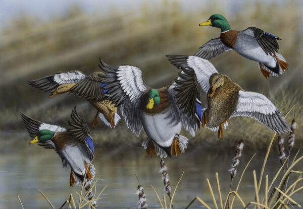 Over the Cattails