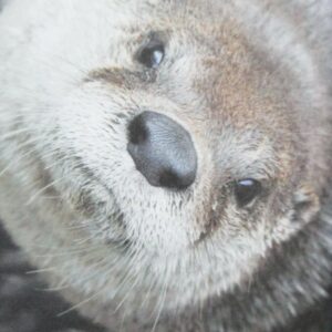 The Otter