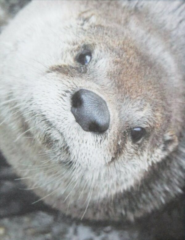 The Otter