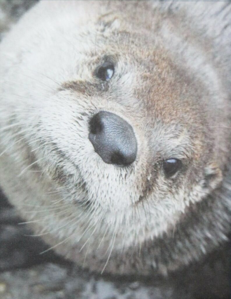 The Otter