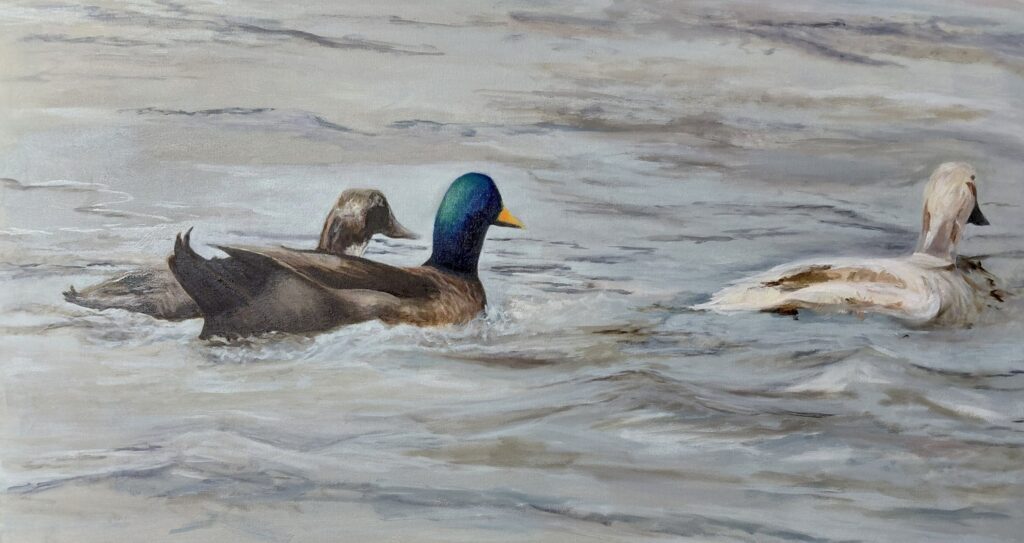 Lake Jordan Mallards