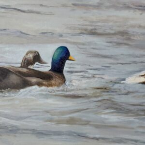 Lake Jordan Mallards