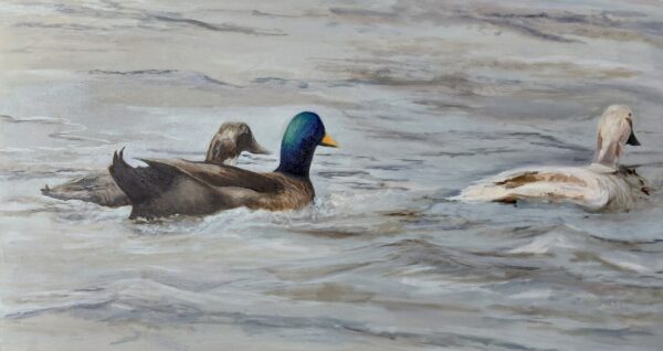 Lake Jordan Mallards