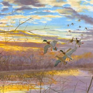 Secluded Pond Mallards