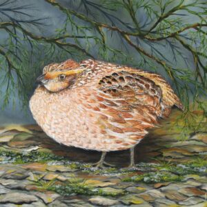 Northern Bobwhite in Hiding