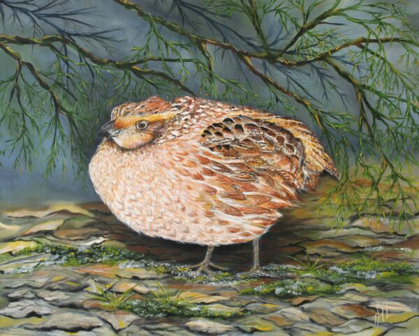Northern Bobwhite in Hiding
