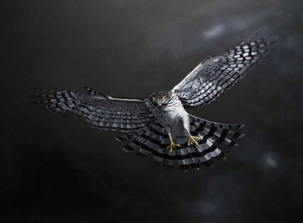Cooper’s Hawk