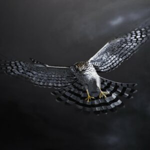 Cooper's Hawk