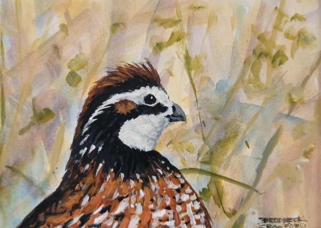 Bobwhite Quail