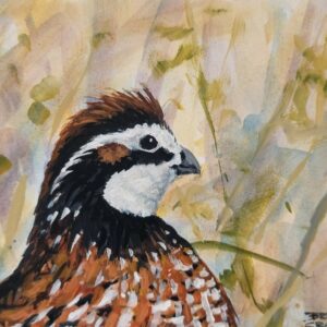 Bobwhite Quail