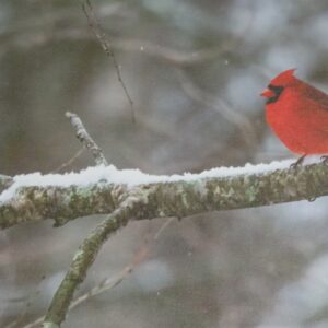 Winter Cardinal