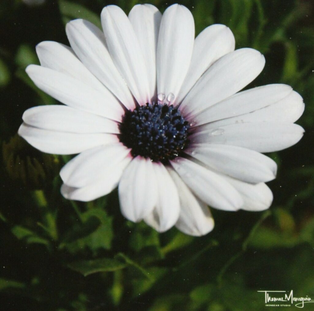 The Cape Daisy