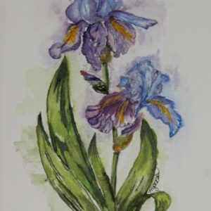 Sunkissed Bearded Iris