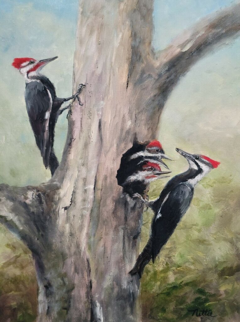 Pileateds