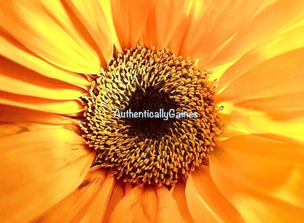 Helianthus