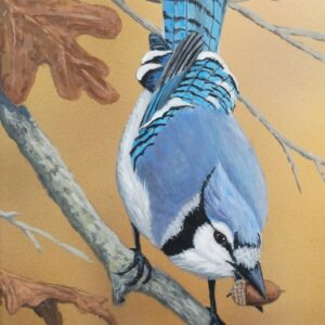 Blue Jay