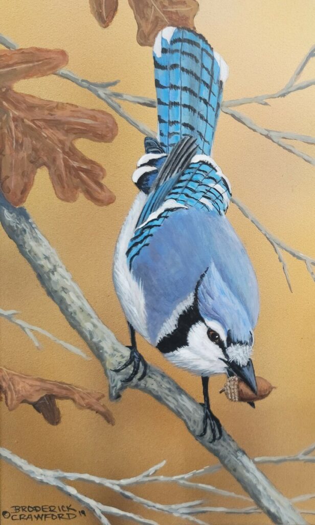 Blue Jay