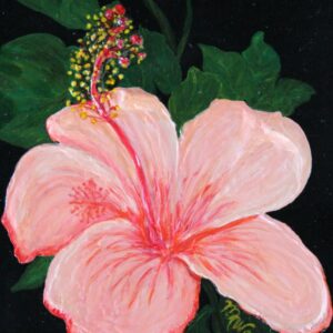 Coral Hibiscus, Nicaragua