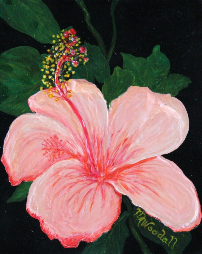 Coral Hibiscus, Nicaragua