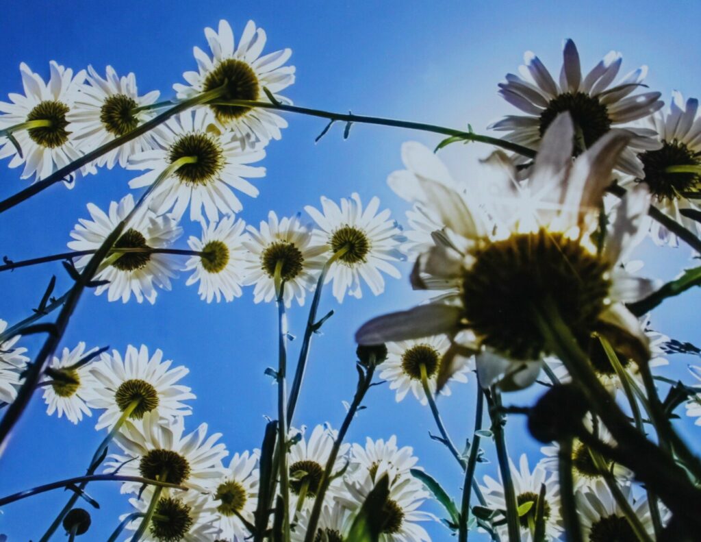 Oxeye Daisies