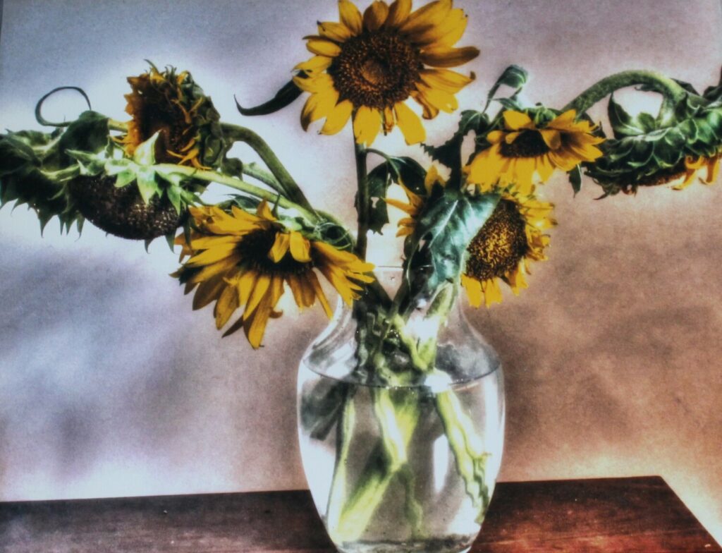 My Last Sunflower Days