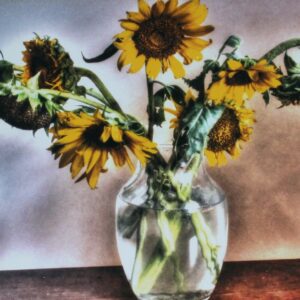My Last Sunflower Days