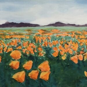 California Poppies