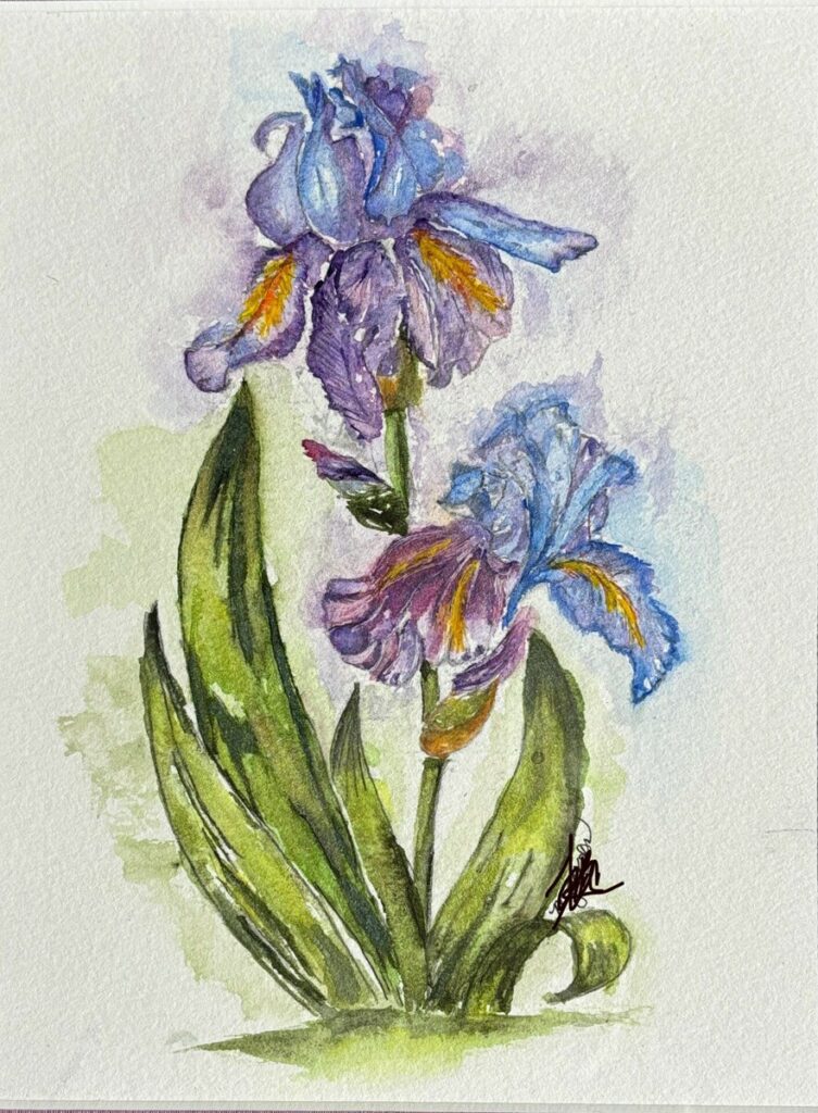 Sunkissed Bearded Iris