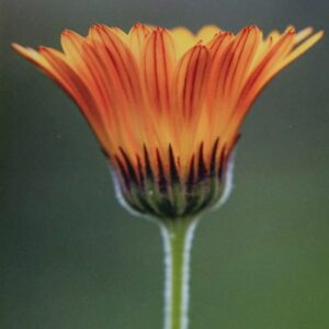 Calendula