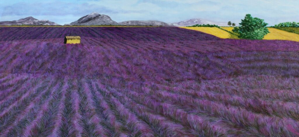 Lavender Fields