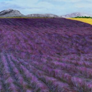 Lavender Fields