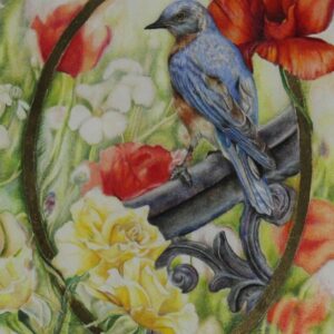 Eastern Bluebird & Poppies