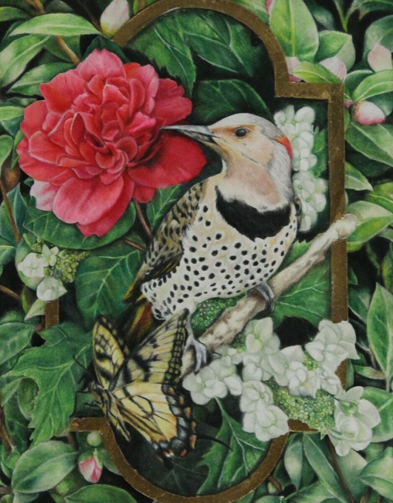 Northern Flicker & Camellia