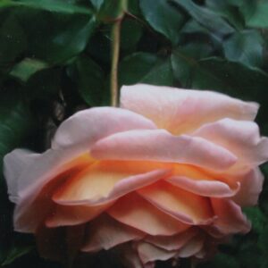 November Rose (Reflection in Mylar)