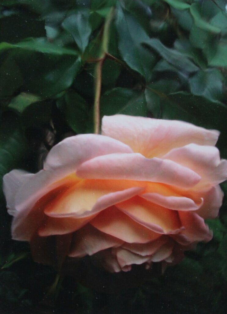 November Rose (Reflection in Mylar)