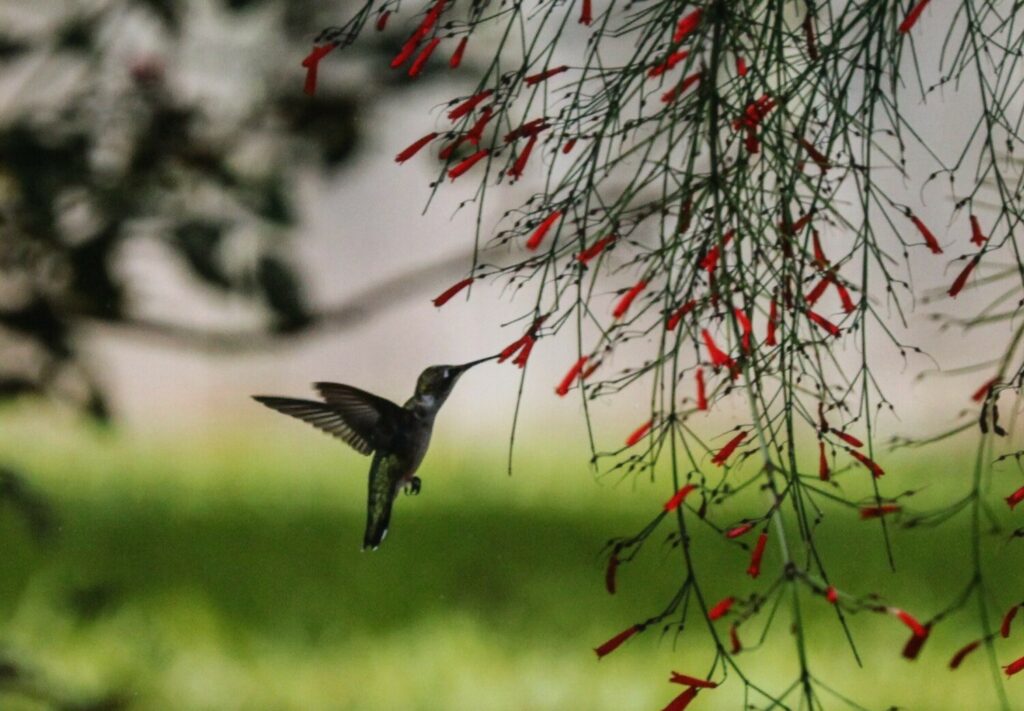 Hummingbird and Blooms