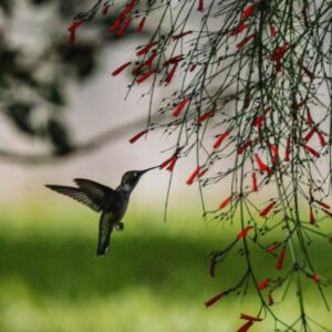 Hummingbird and Blooms
